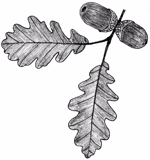 A drawing of Oak leaves and acorns